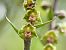 Epipactis kleinii  - Ramon Calvet i Falgueras