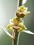 Epipactis kleinii  - Ramon Calvet i Falgueras