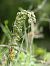 Epipactis kleinii  - Ramon Calvet i Falgueras