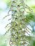 Himantoglossum hircinum  - Ramon Calvet i Falgueras