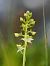 Platanthera chlorantha © Ramon Calvet i Falgueras