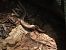 Vidriol (Anguis fragilis) © Pablo Pascual