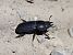Dorcus parallelipipedus © Alex López Targa