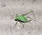 Barbitist de l’alzinar (Metaplastes pulchripennis) © Alex López Targa