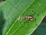 Phaneroptera sp.  - Jordi Castellet Figueras