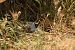 Great Banded Grayling  - Alex Gamiz