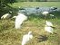 Esplugabous (Ardea ibis) © Francesc Moncasí Salvia