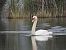 Mute Swan - Jordi Sànchez Cabra