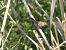 Cetti's Warbler (Cettia cetti) © Andrew Clarke
