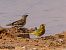 European Greenfinch (Chloris chloris) © Manuel Pineda M.