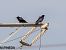 Carrion Crow (Corvus corone) © Manuel Pineda M.