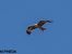 Milà negre (Milvus migrans) © Manuel Pineda M.