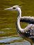 Bernat pescaire (Ardea cinerea) © Manuel Pineda M.