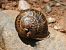 Cornu aspersum © Josep M. Palau Garrabou