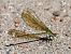 Damisel·la enguantada (Calopteryx xanthostoma) © Josep M. Palau Garrabou