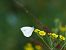 Blanqueta perfumada (Pieris napi) © Josep M. Palau Garrabou