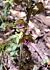 Epipactis helleborine © Fiona Thomas Hurn