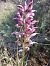 Anacamptis coriophora s.l. © Fiona Thomas Hurn
