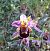Ophrys apifera © Fiona Thomas Hurn