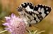 Escac ibèric (Melanargia lachesis) © Theo Loinaz