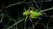 Llagost de sella (Uromenus rugosicollis) © Pol Sar