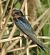 Golondrina Común (Hirundo rustica) © Ramon Portero Garcés