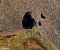 Black Redstart - Josep Maria Solé Molins