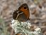 Saltabardisses cintada (Pyronia bathseba) © Josep Maria Solé Molins