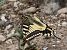 Papallona reina (Papilio machaon) © Josep Maria Solé Molins