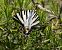 Reina zebrada (Iphiclides feisthamelii) © Josep Maria Solé Molins