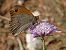 Meadow Brown (Maniola jurtina) © Josep Maria Solé Molins