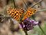 Weaver's Fritillary (Boloria dia) © Josep Maria Solé Molins