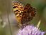 Knapweed Fritillary (Melitaea phoebe) © Josep Maria Solé Molins