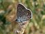 Blaveta de l'astràgal (Polyommatus escheri) © Josep Maria Solé Molins