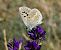Blaveta nívia (Polyommatus nivescens) © Josep Maria Solé Molins