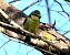 Mallerenga blava (Cyanistes caeruleus) © Josep Maria Solé Molins