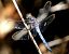 Parot blau (Orthetrum coerulescens) © Josep Maria Solé Molins