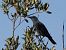 Merla blava (Monticola solitarius) © Autor ocult