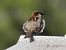 Pardal comú (Passer domesticus) © Autor ocult