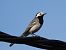 Cuereta blanca vulgar (Motacilla alba) © Autor ocult