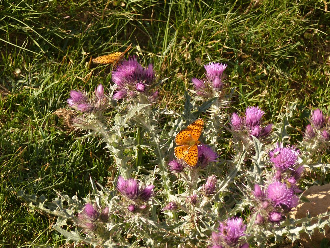 Argynnis / Issoria sp.  - Josep Marmi Plana