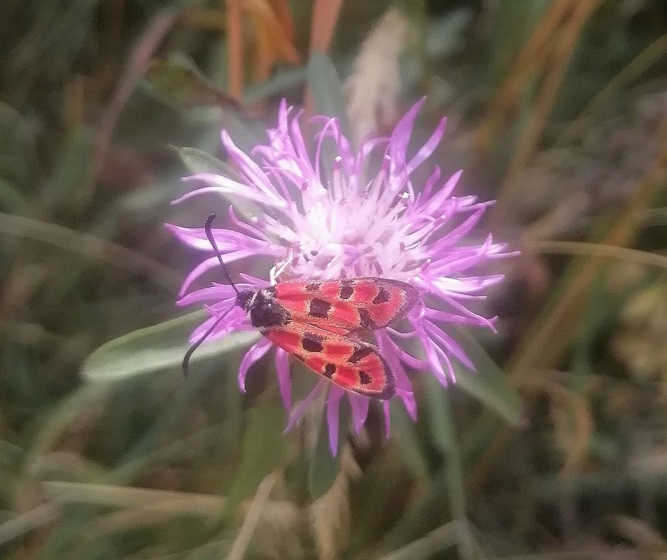 Zygaena fausta  - David Funosas