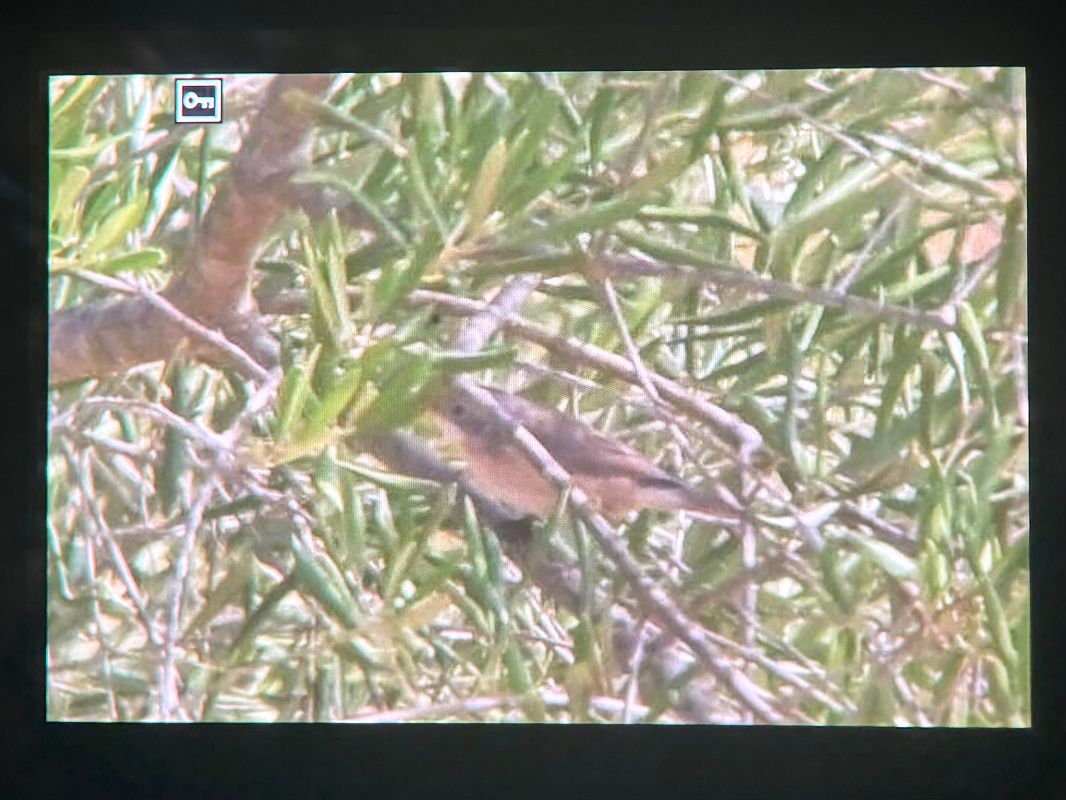 Tallarol de garriga  - Derik Martinez