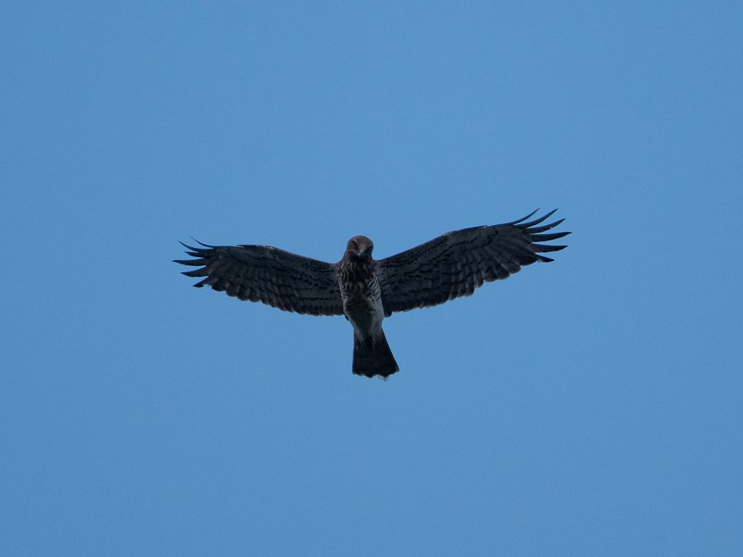 Àguila marcenca  - Lucia Pg