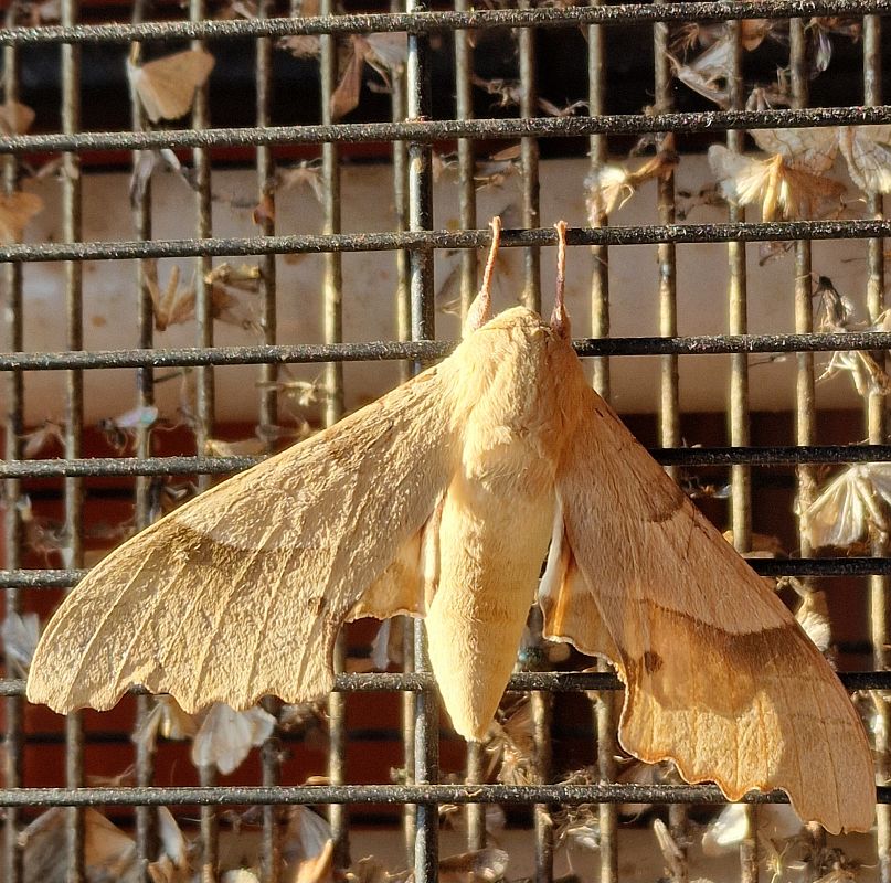 Marumba quercus  - Alfons Lopez Campillo