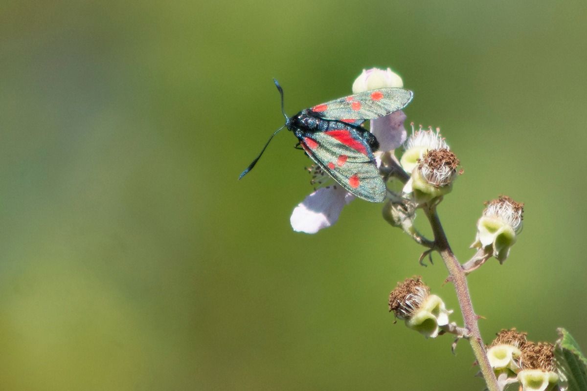 Zygaena filipendulae  - Jordi Sala
