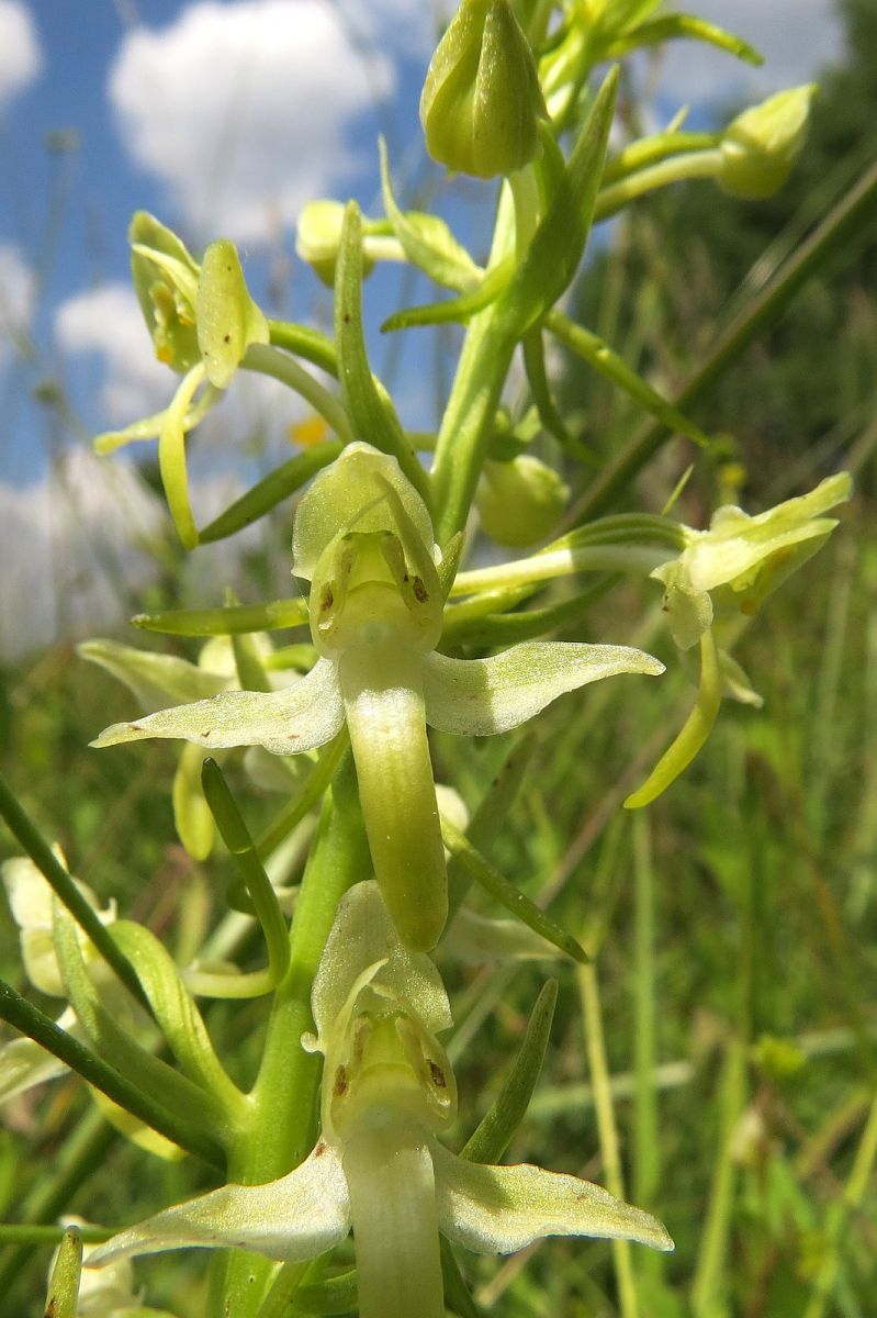 Platanthera algeriensis  - Pau Barnés