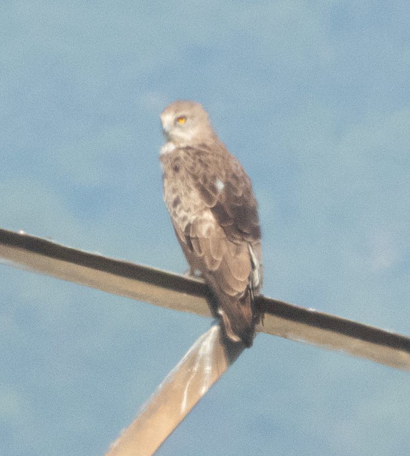 Short-toed Snake Eagle  - Màrius Domingo