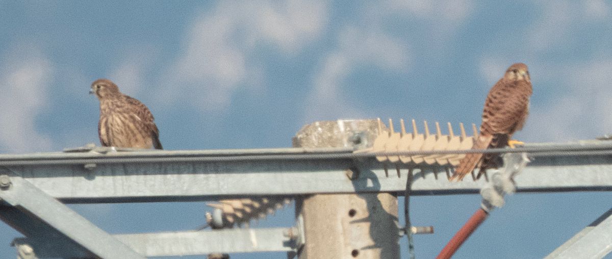 Common Kestrel  - Màrius Domingo