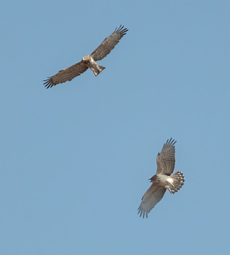 Àguila marcenca  - Màrius Domingo